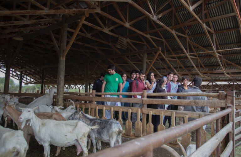 Grupo de estudiantes en una granja junto a cabras.