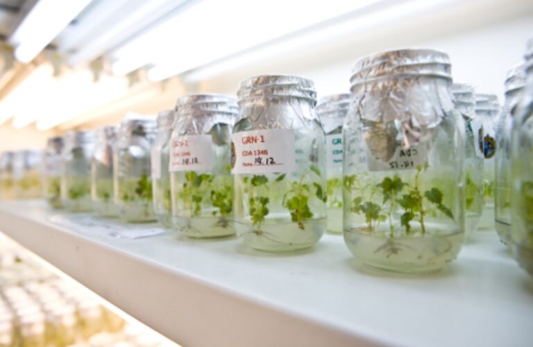Botellas de vidrio con plantas en su interior encima de un estante blanco.